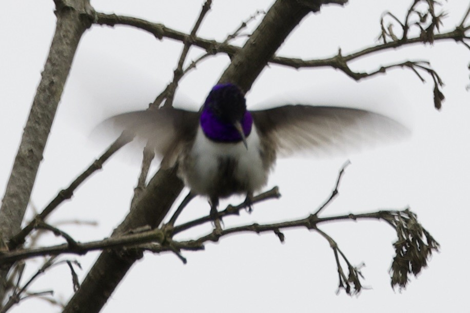 Ecuadorian Hillstar - ML598432961