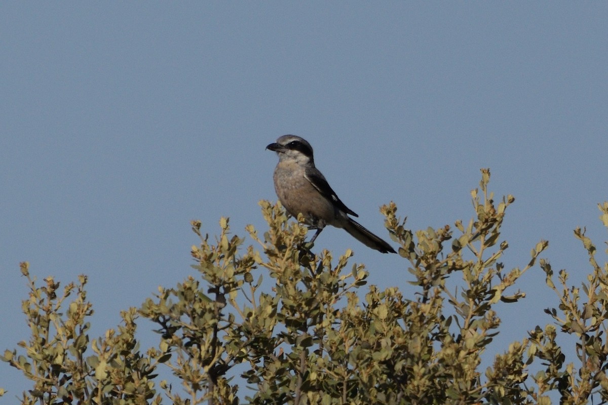 Iberian Gray Shrike - Andrés Turrado Ubón