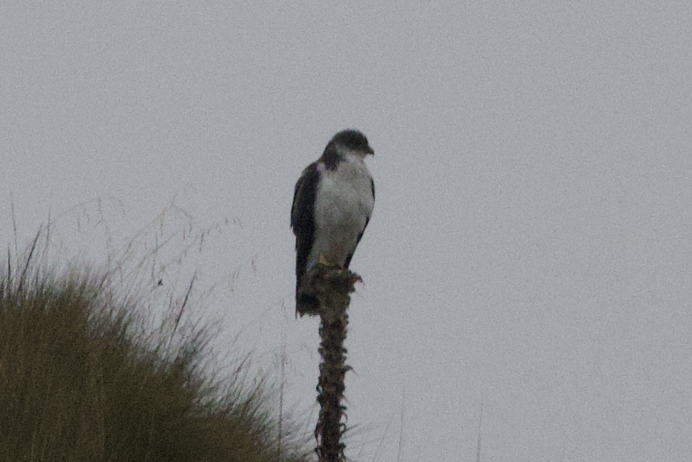 Variable Hawk - ML598433071