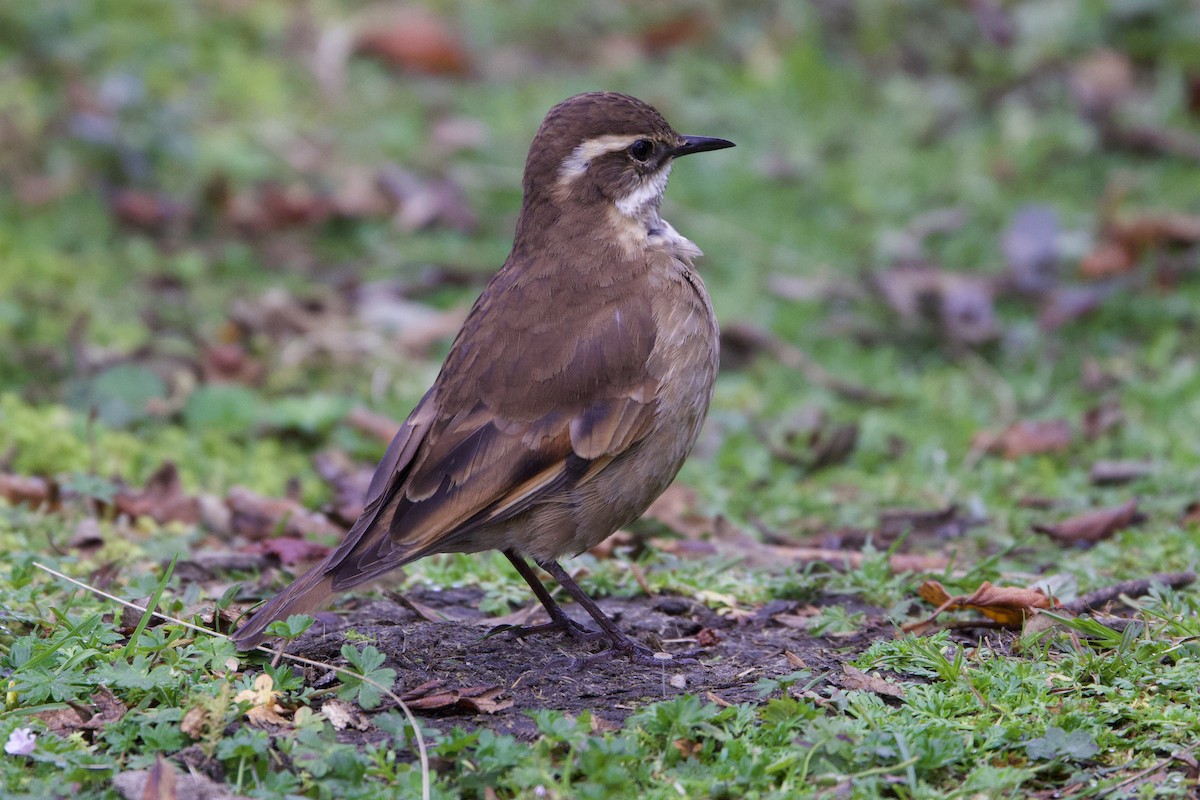 Chestnut-winged Cinclodes - ML598433151