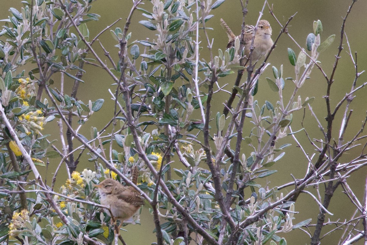 Grass Wren - ML598433201