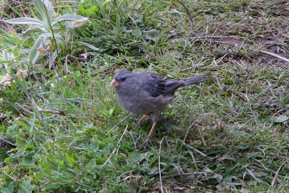 Plain-colored Seedeater - ML598433321
