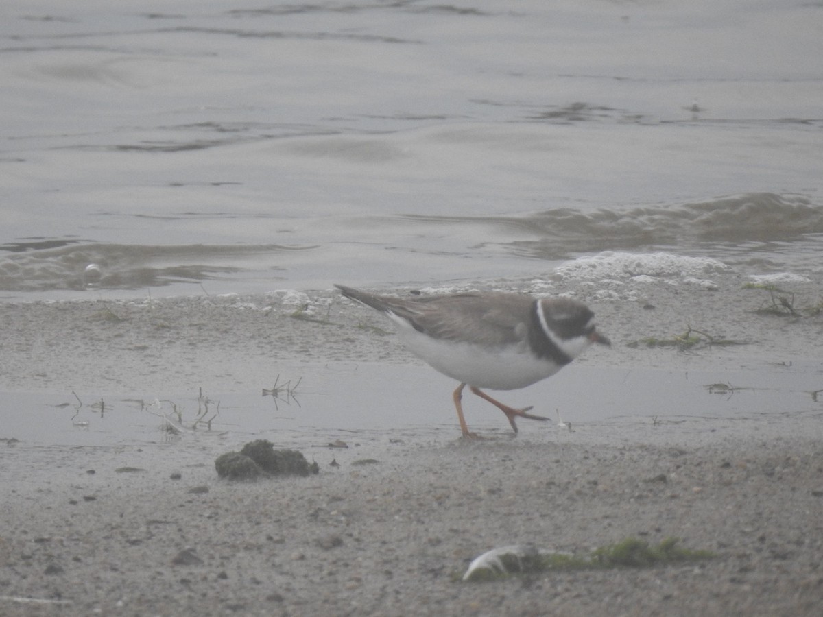 Semipalmated Plover - ML598435911