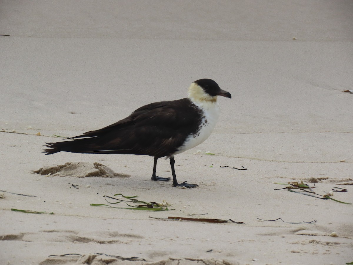 Pomarine Jaeger - ML598436381