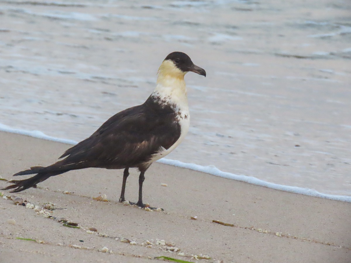 Pomarine Jaeger - Elias Markee-Ratner