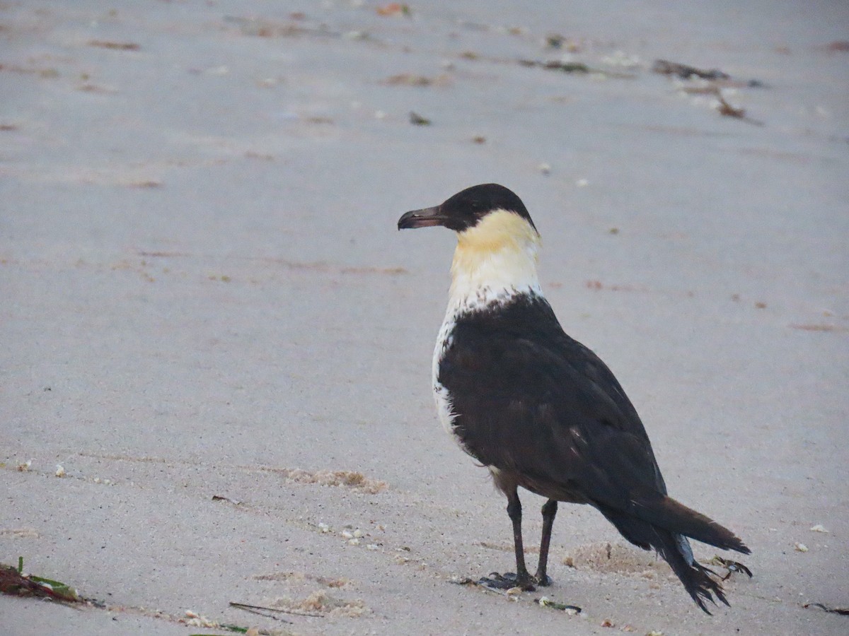 Pomarine Jaeger - ML598436451