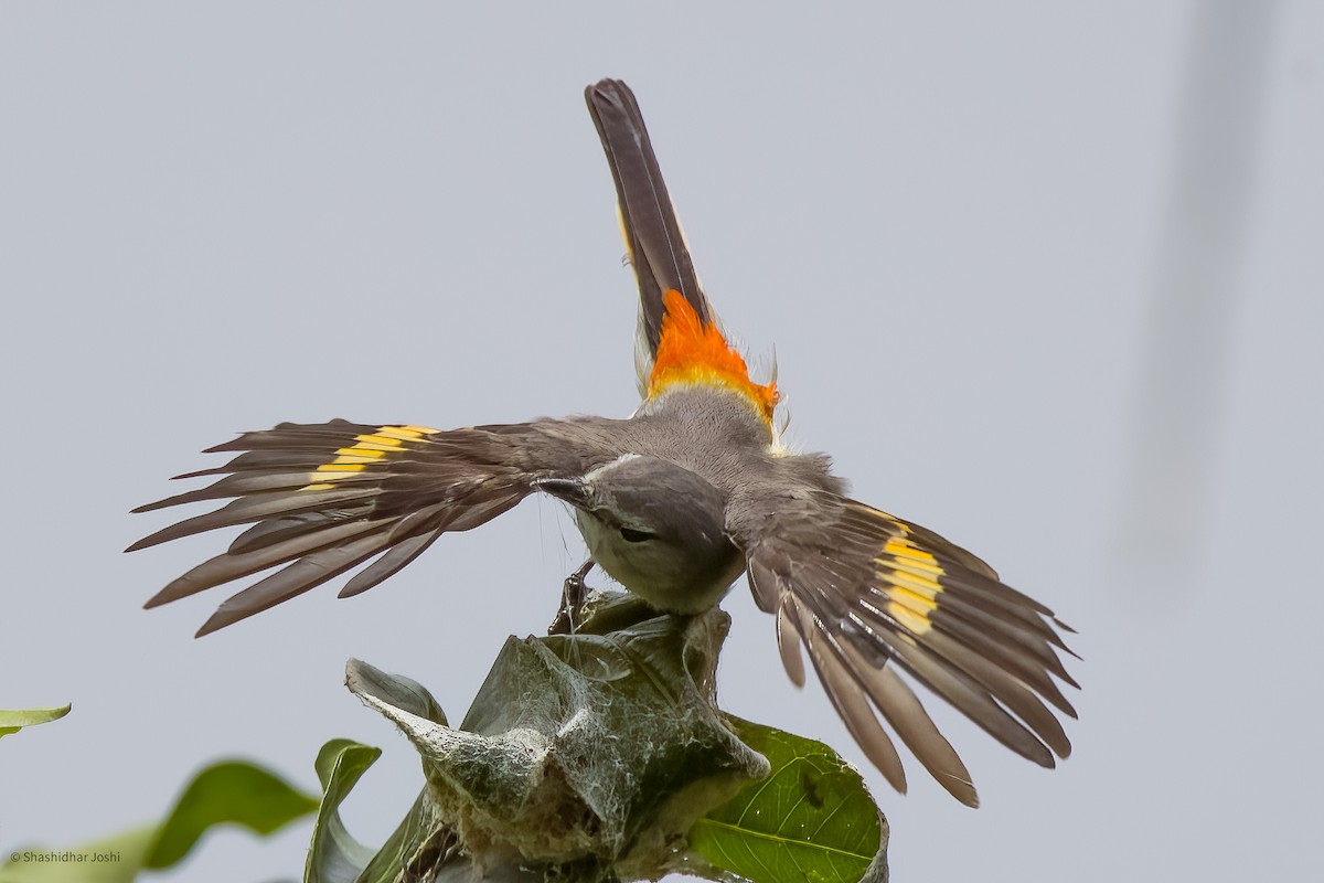 Small Minivet - ML598437441