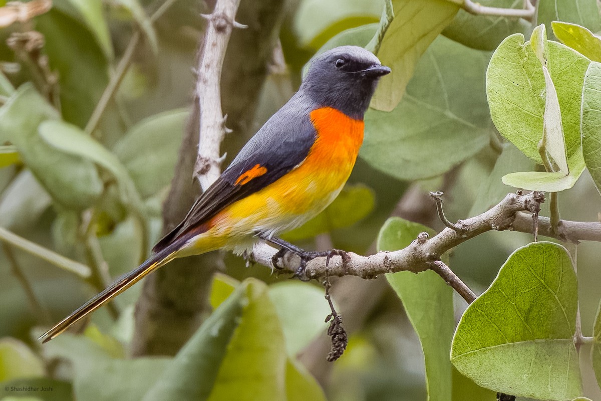 Small Minivet - ML598437461