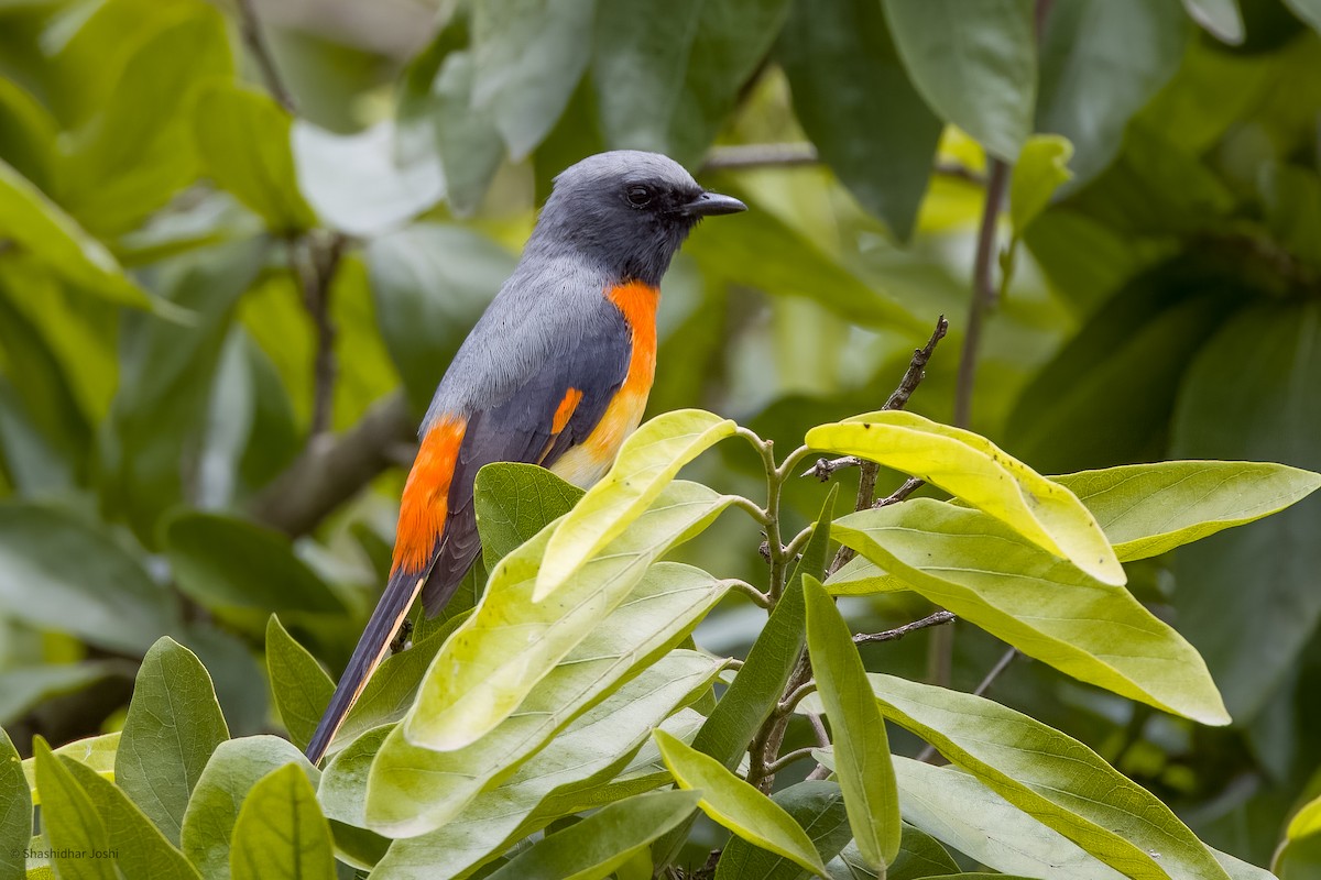 Small Minivet - ML598437471