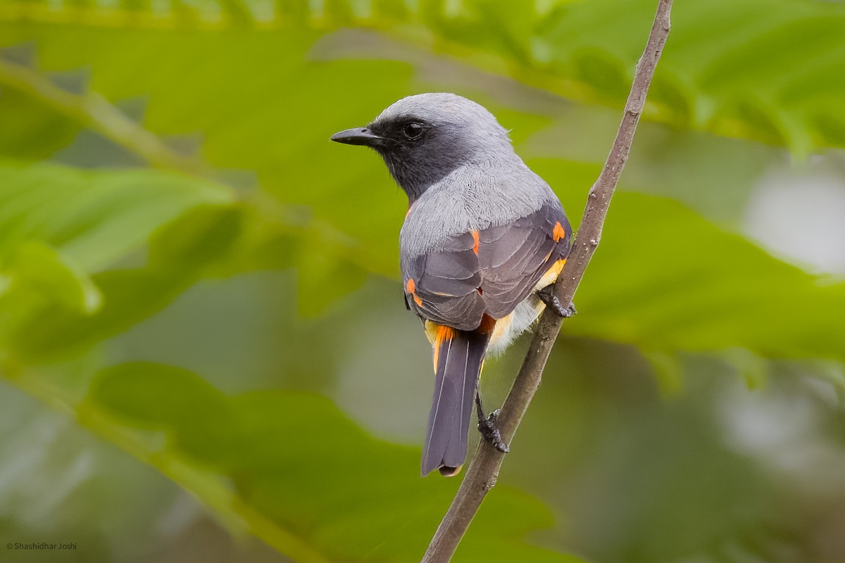 Minivet oranor - ML598437481