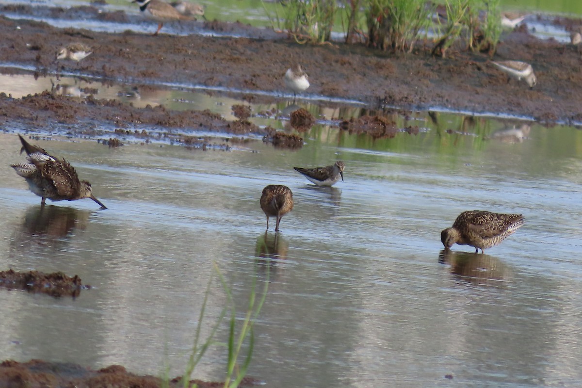 kortnebbekkasinsnipe - ML598437671