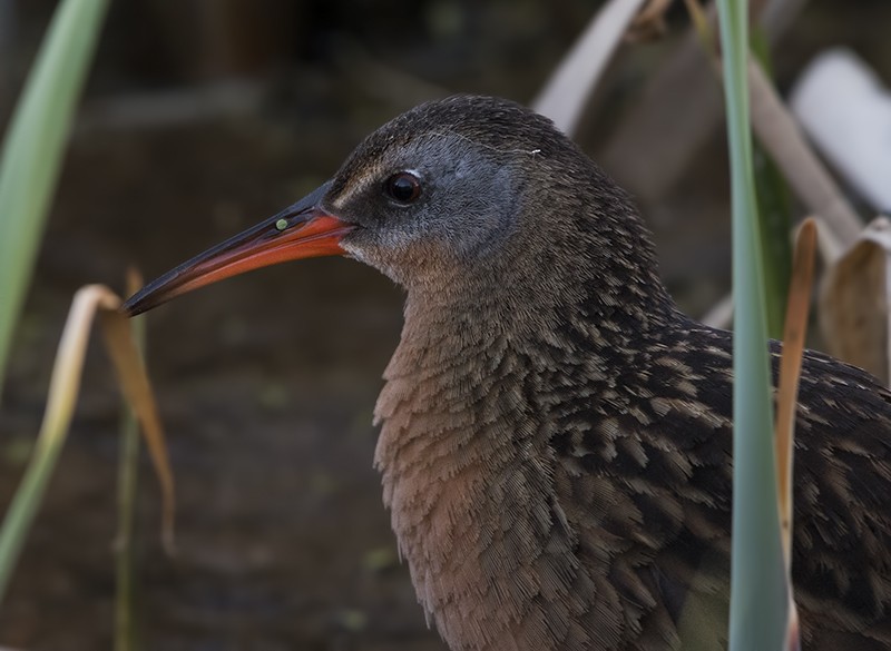 Virginia Rail - ML59843871