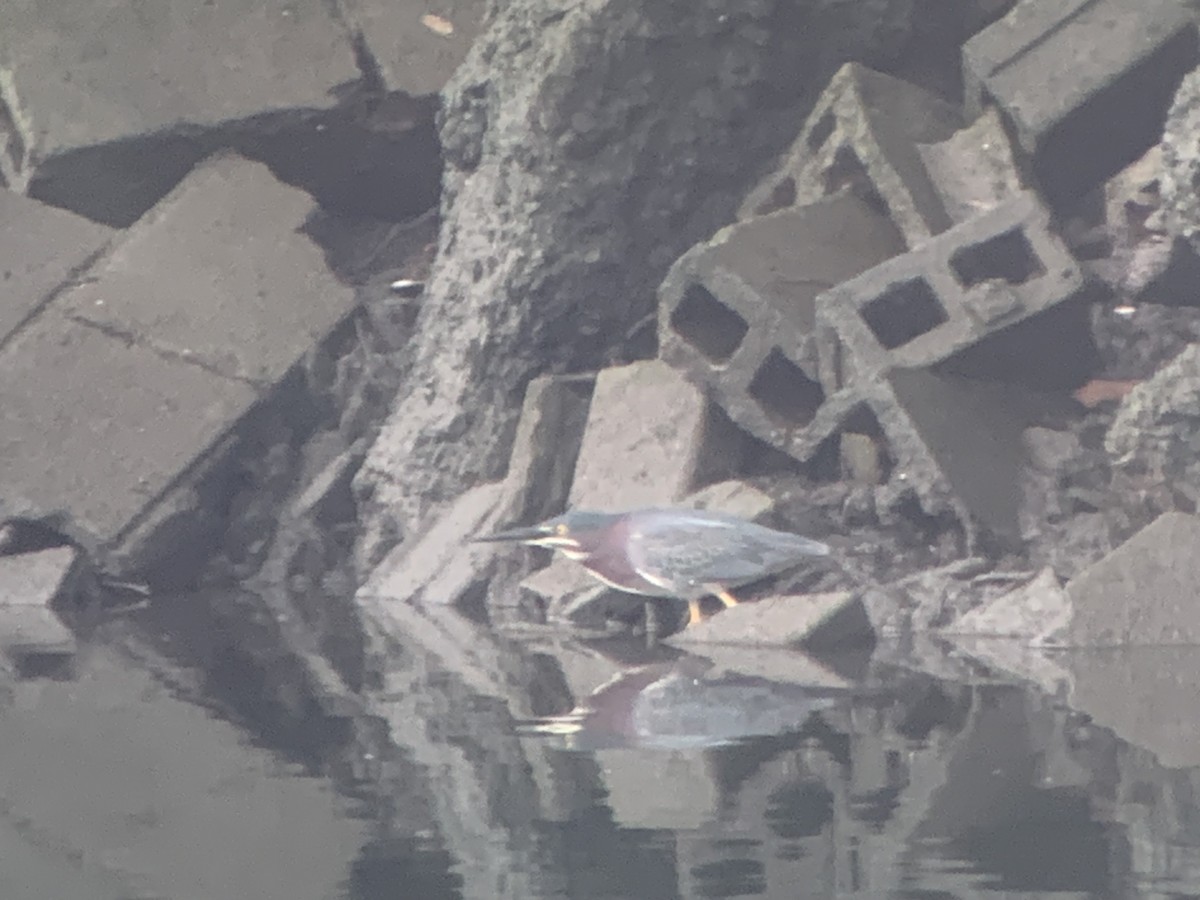 Green Heron - ML598439831