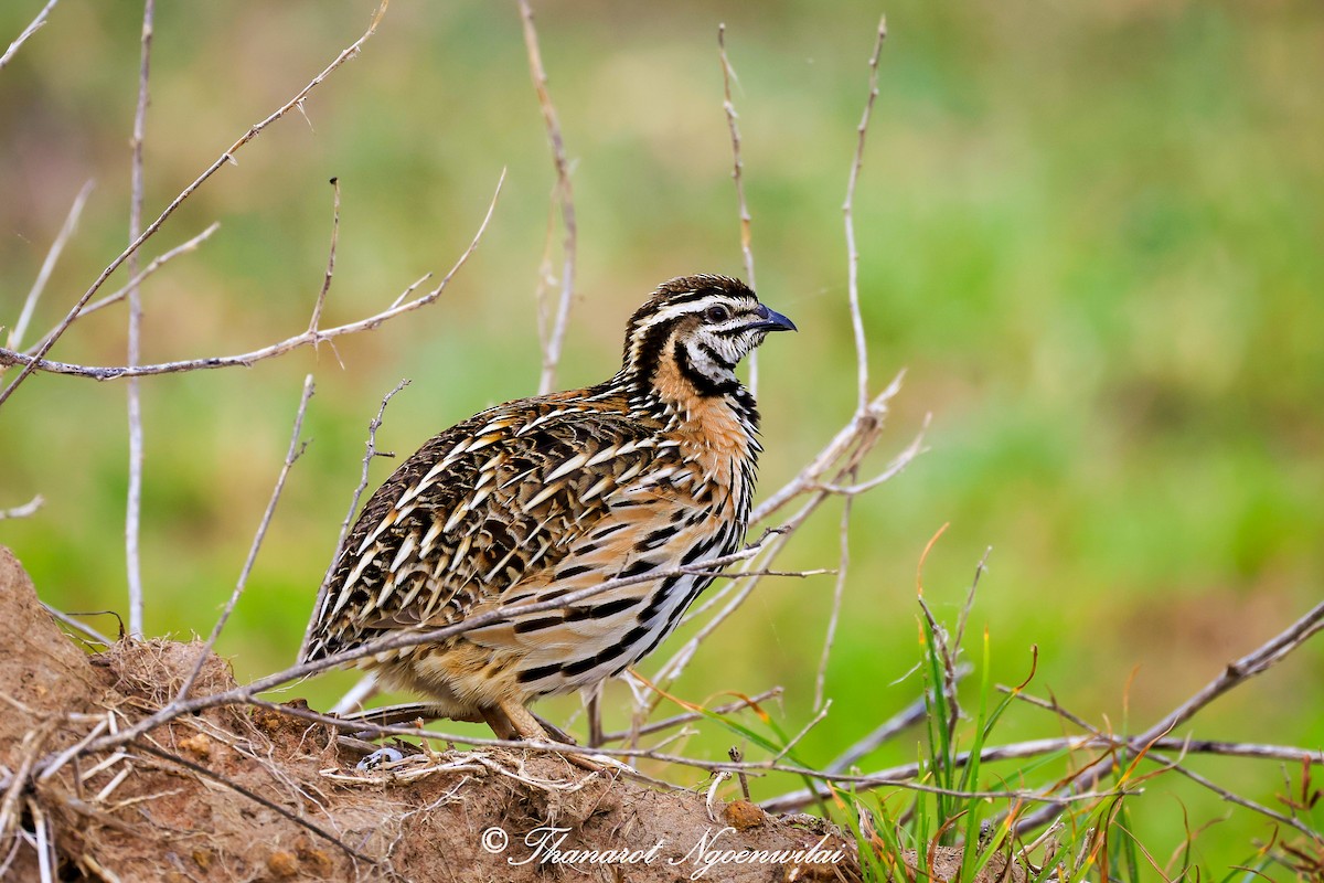 Rain Quail - ML598439861