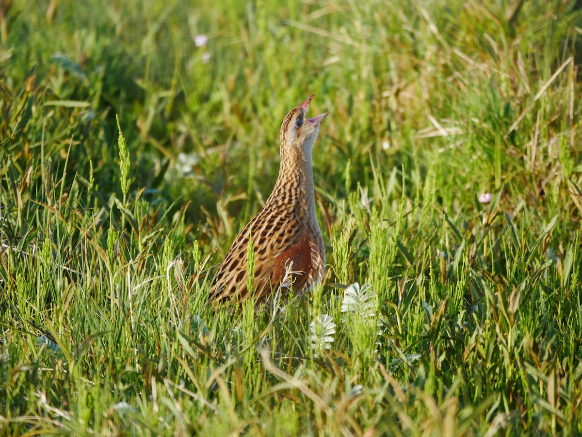 Corn Crake - ML598439931