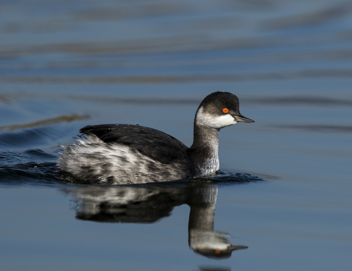 Eared Grebe - Lefteris Stavrakas