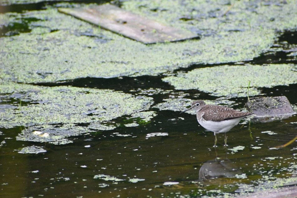 Solitary Sandpiper - ML598440431