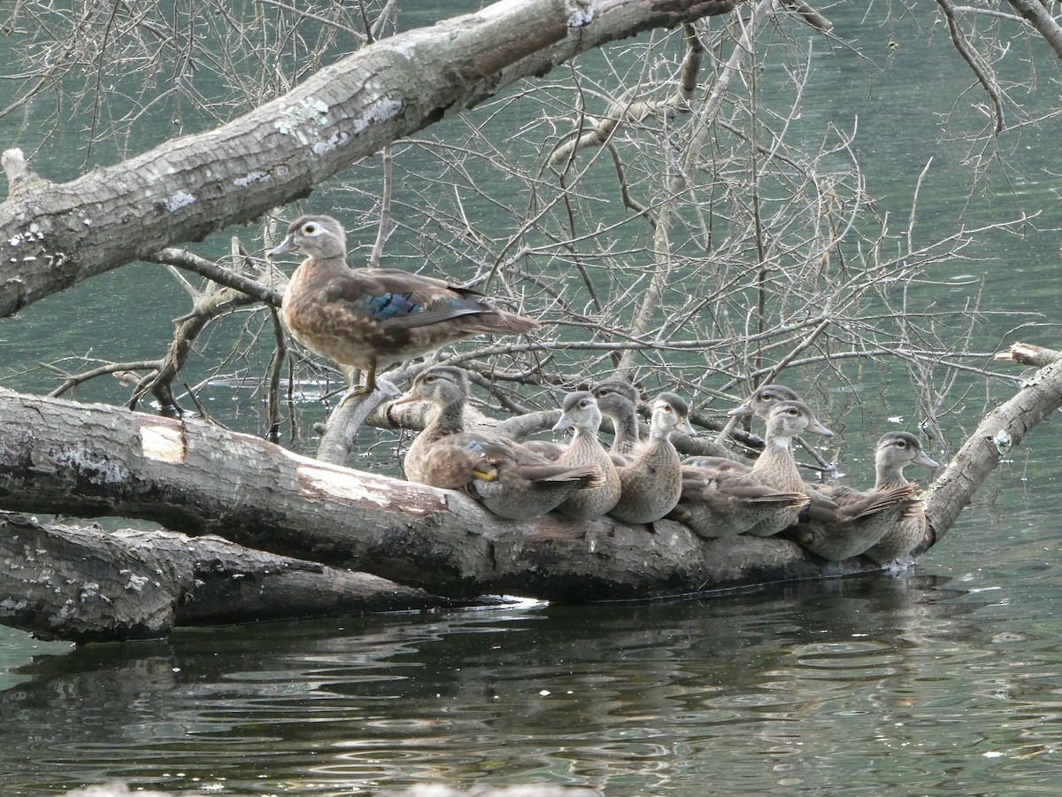 Wood Duck - Keith Jahoda