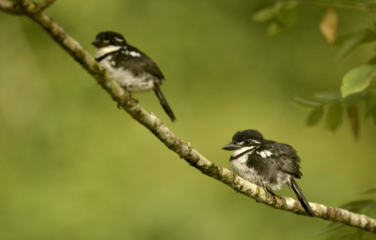 Pied Puffbird - Marcus Witmer