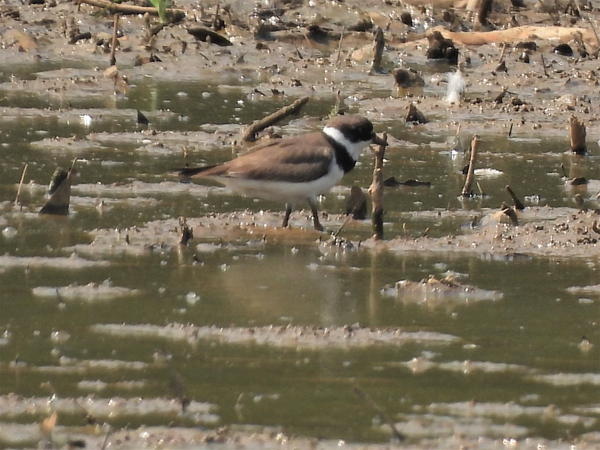 Semipalmated Plover - ML598441751