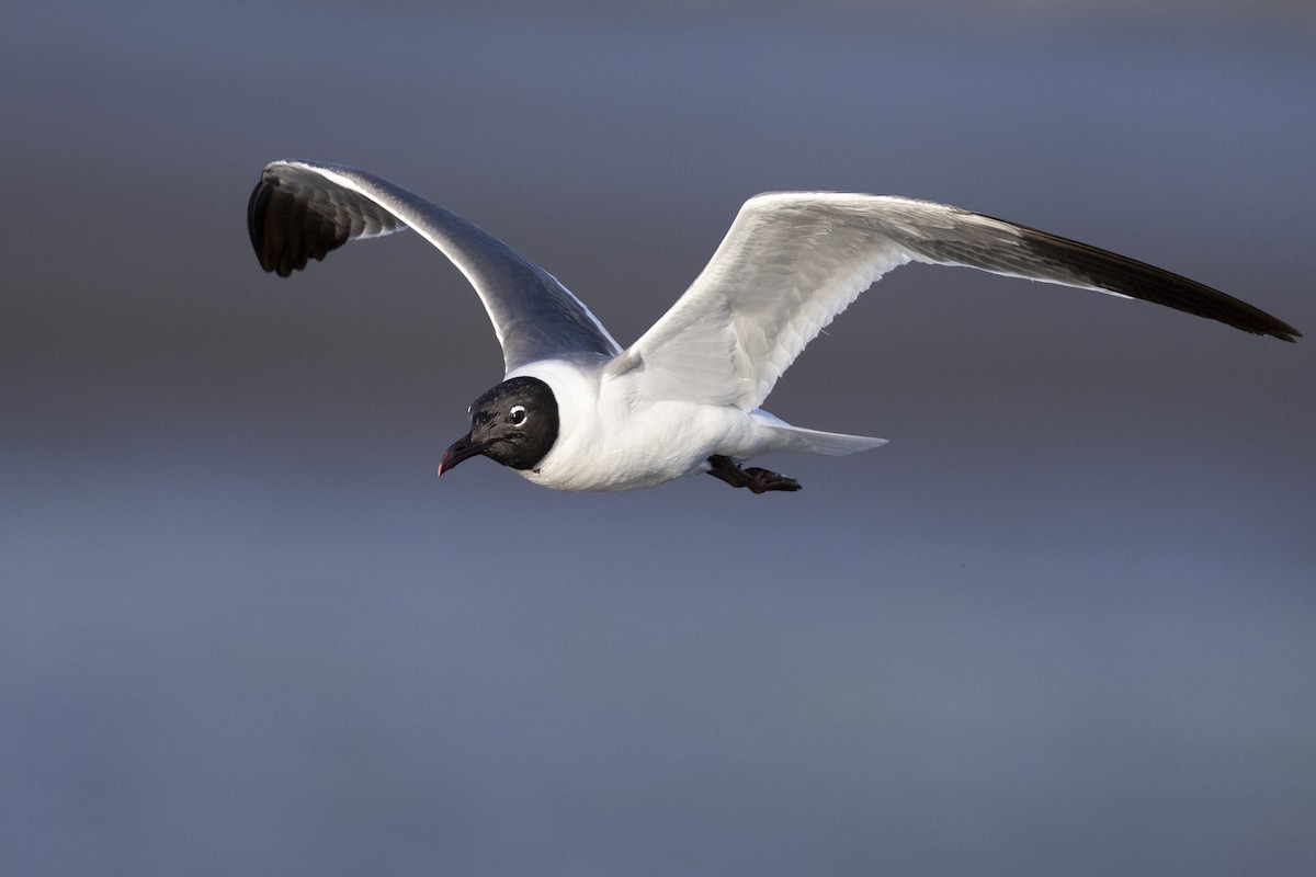 Laughing Gull - ML598441901