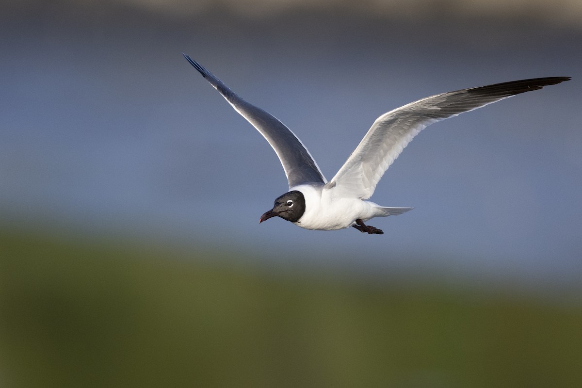 Laughing Gull - ML598441911