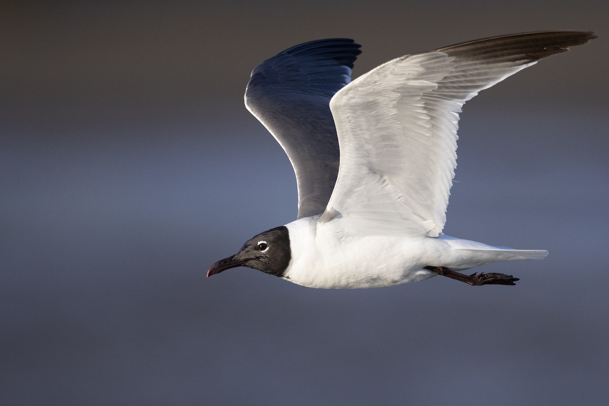 Laughing Gull - Michael Stubblefield