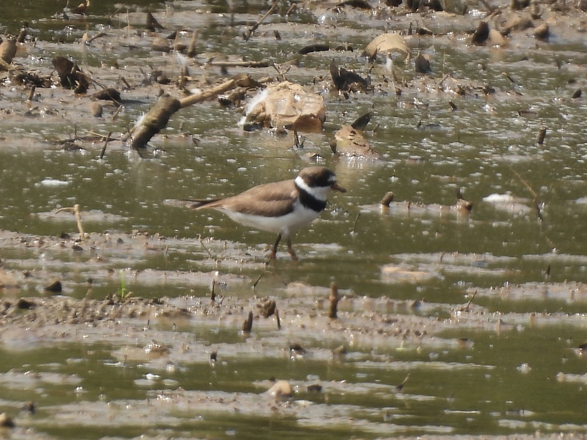 Semipalmated Plover - John McMahan