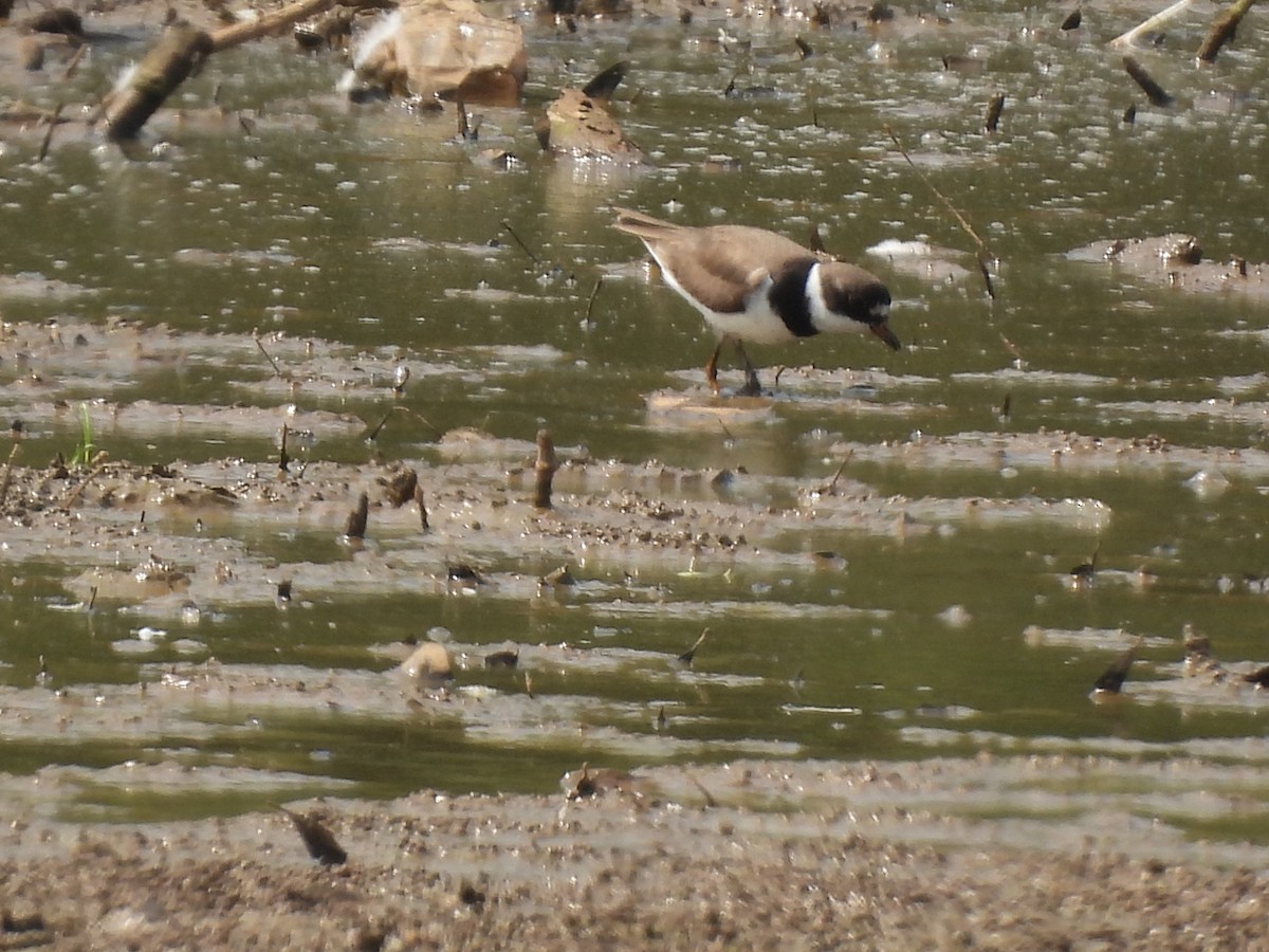 Semipalmated Plover - John McMahan