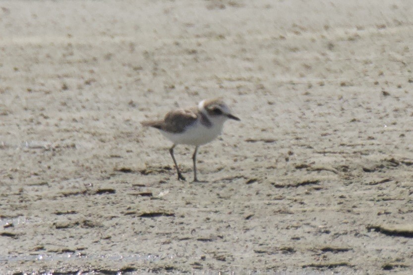 Kentish Plover - Chris Limbach