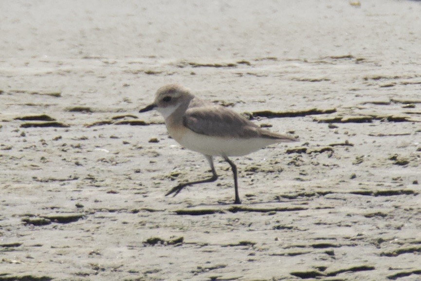 Greater Sand-Plover - Chris Limbach