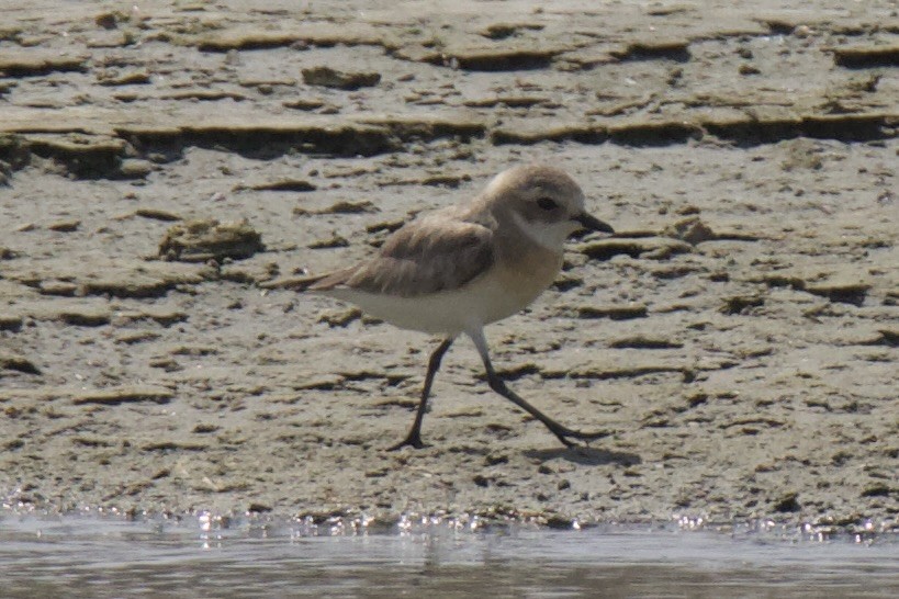 Greater Sand-Plover - Chris Limbach