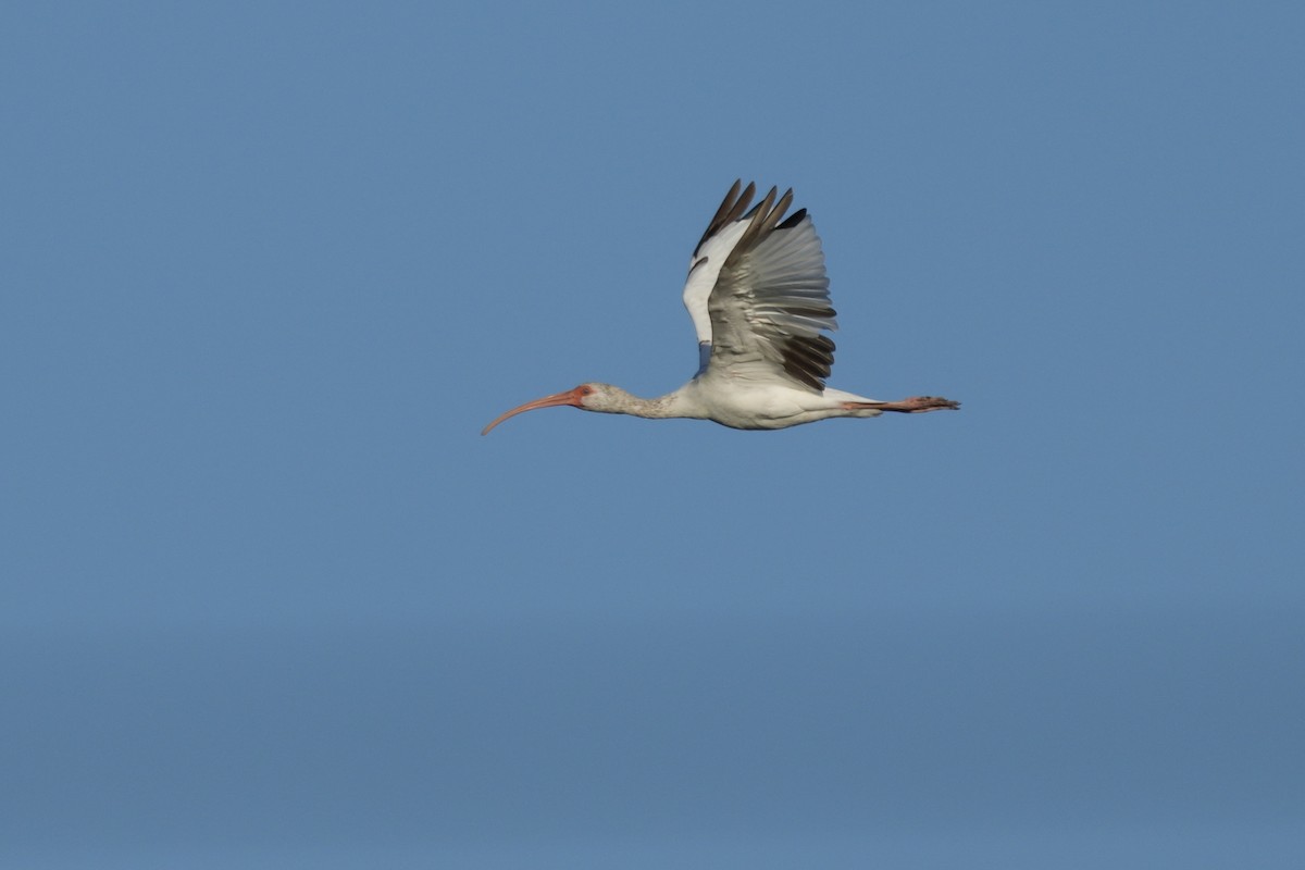 White Ibis - ML598444021