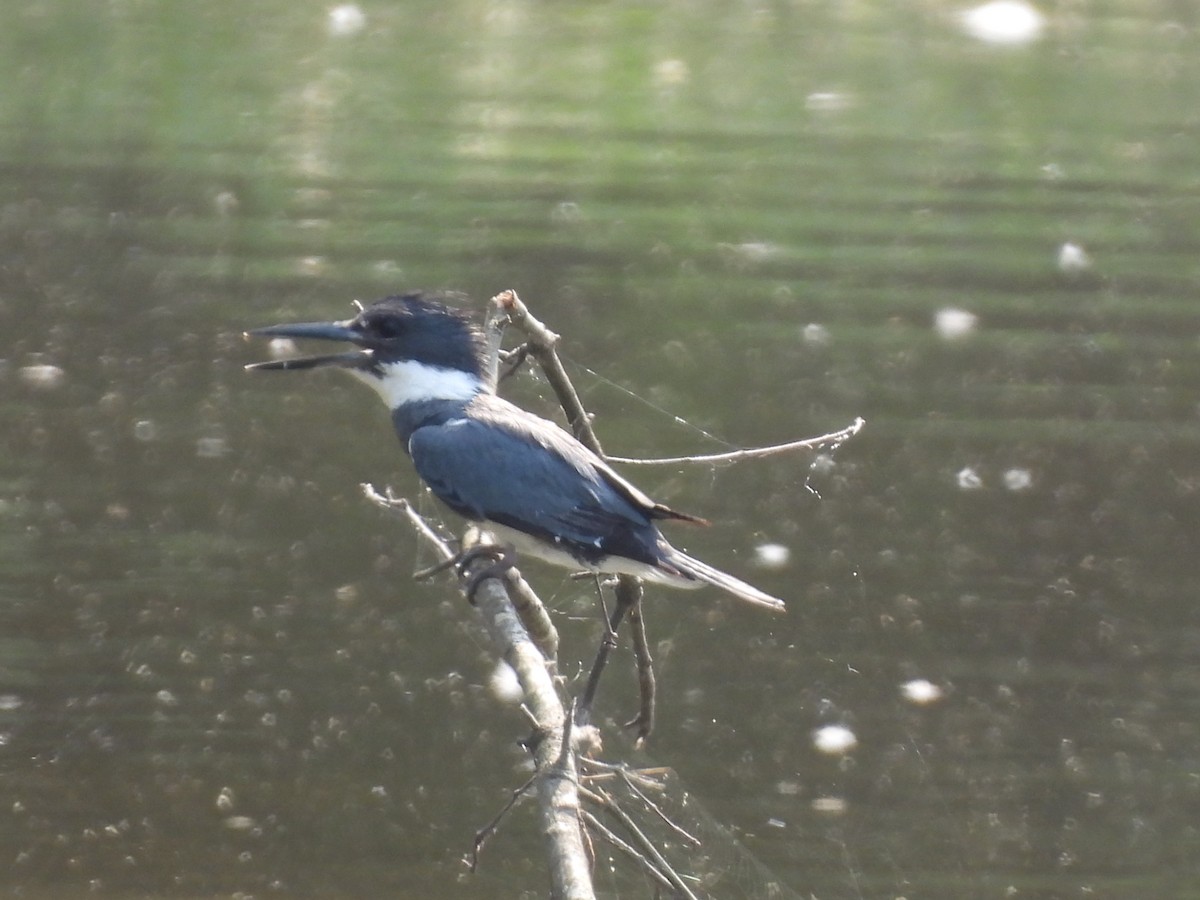 Belted Kingfisher - ML598444171