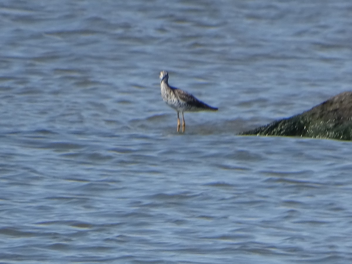 Greater Yellowlegs - ML598446401