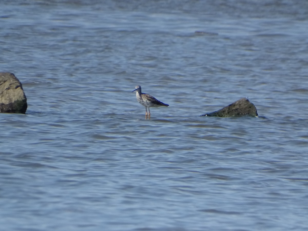 Greater Yellowlegs - ML598446411