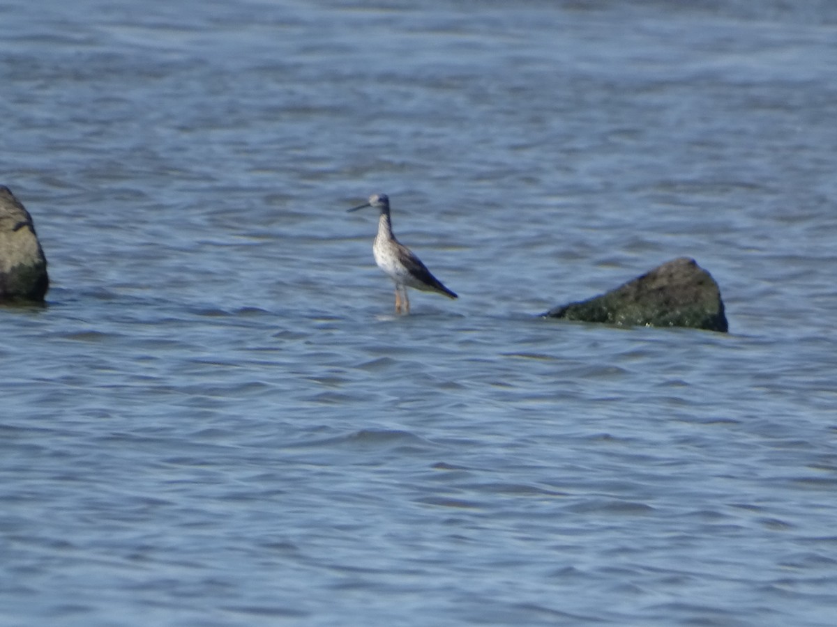 Greater Yellowlegs - ML598446421