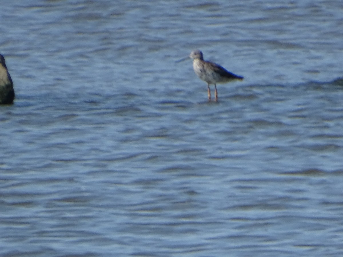 Greater Yellowlegs - ML598446431