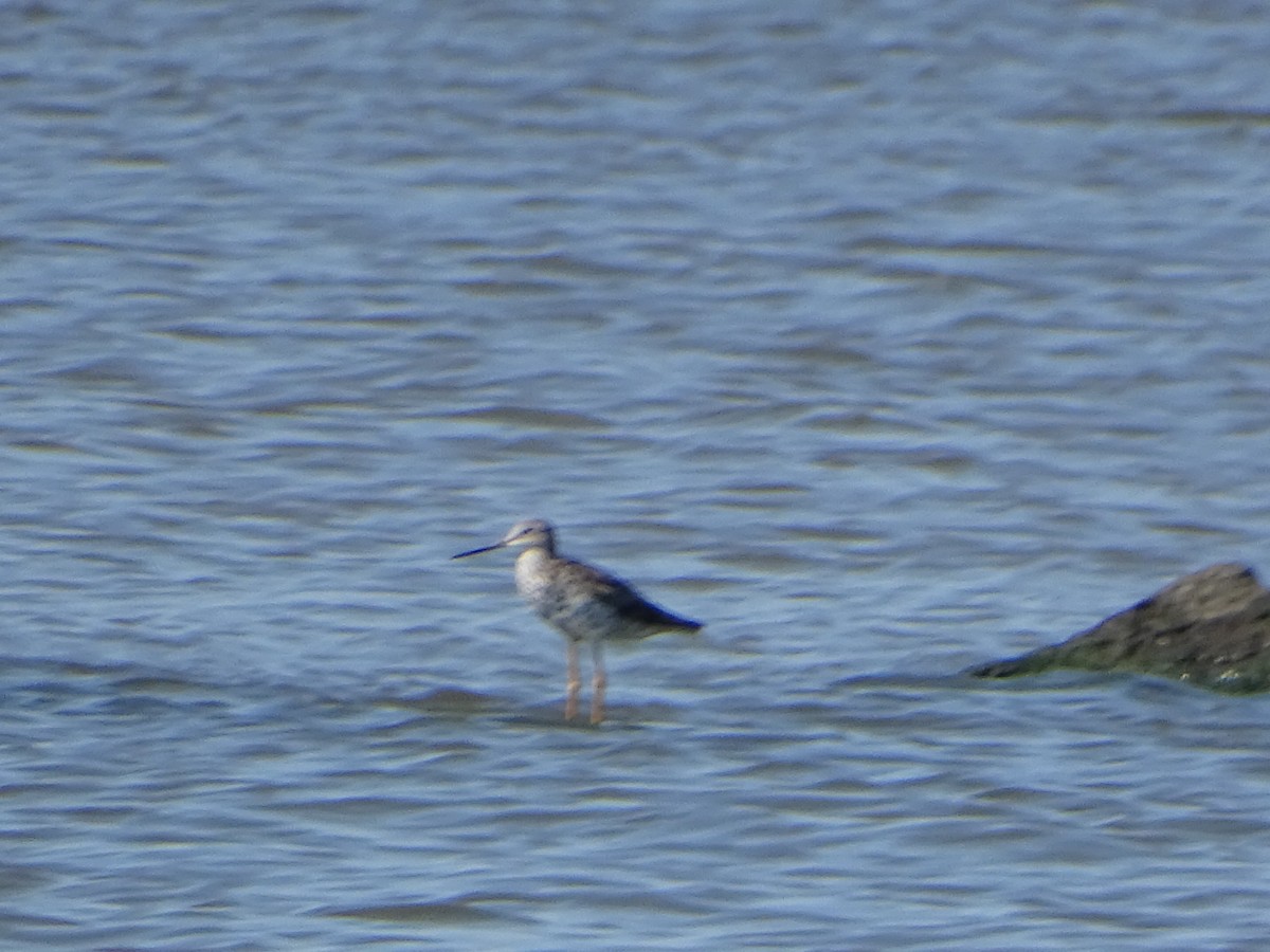 Greater Yellowlegs - ML598446441
