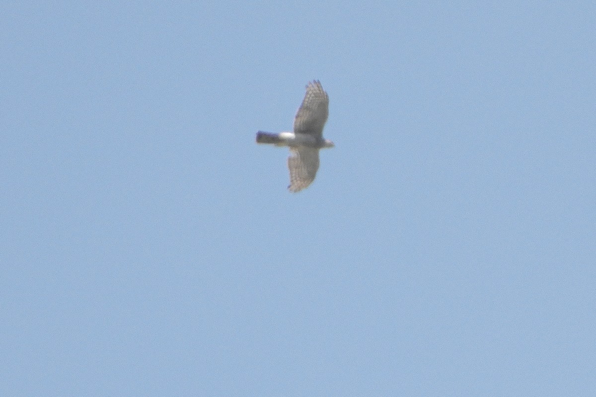 Eurasian Sparrowhawk - ML598447811
