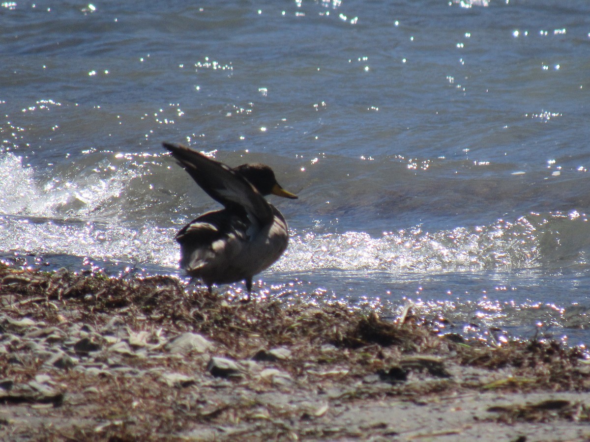 Yellow-billed Teal - ML598448101