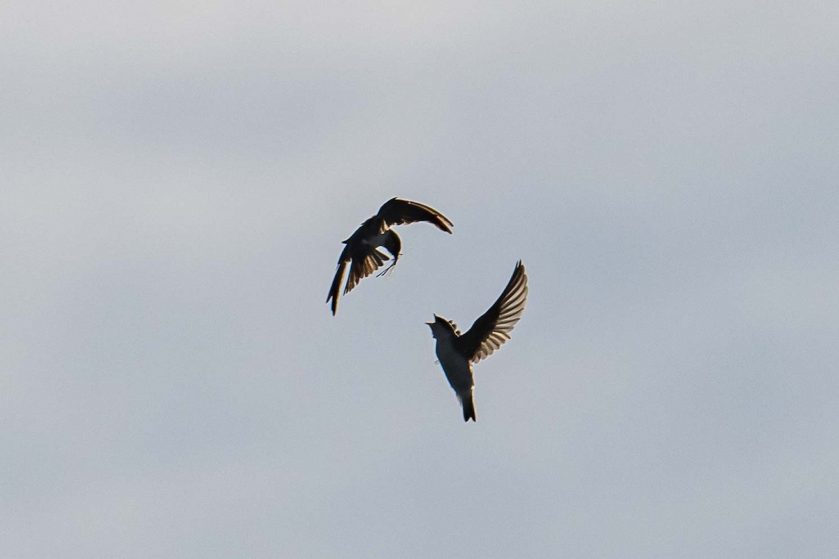 Golondrina Bicolor - ML598448411