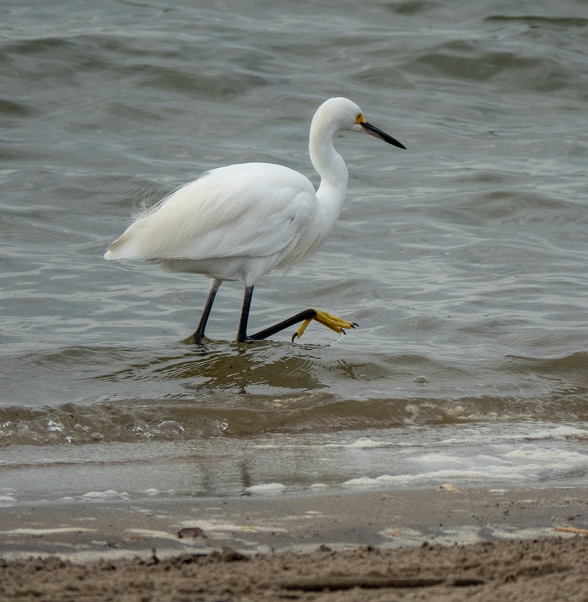 Snowy Egret - ML598448571