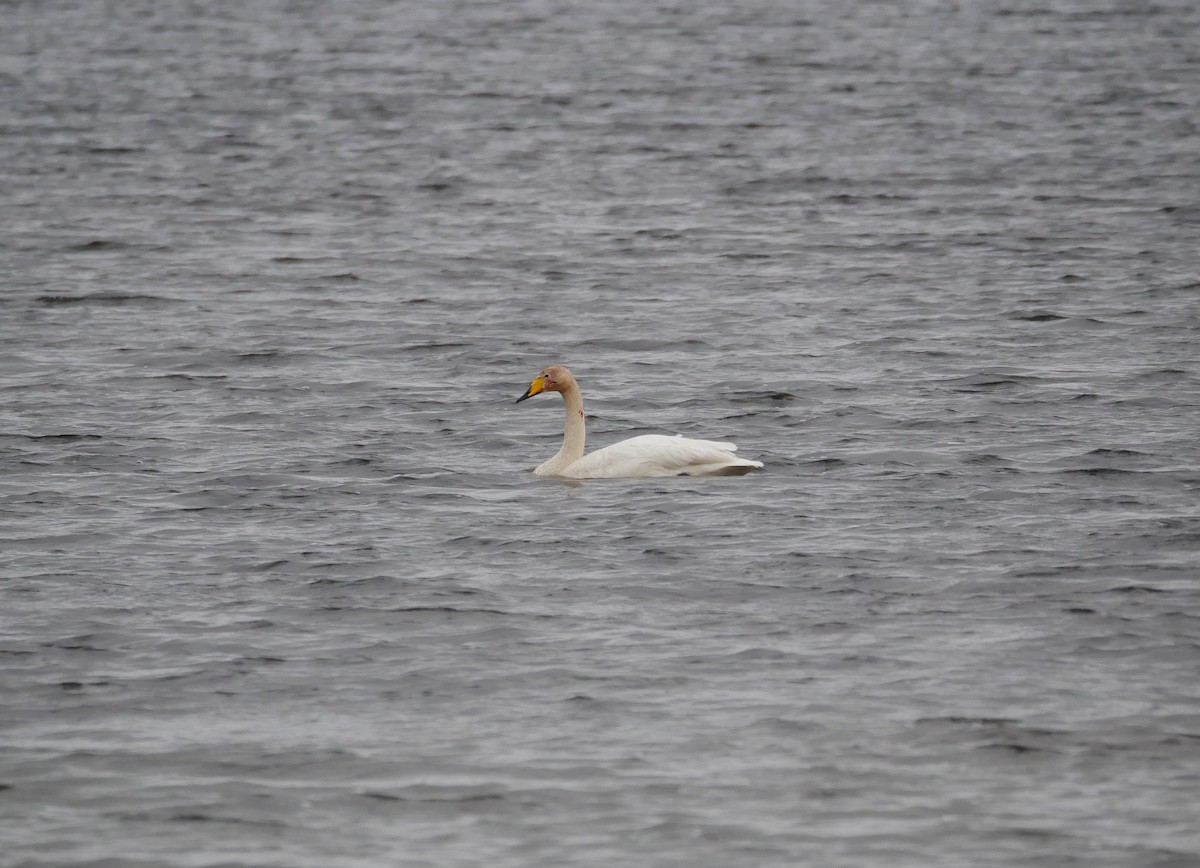 Whooper Swan - Gavin Thomas