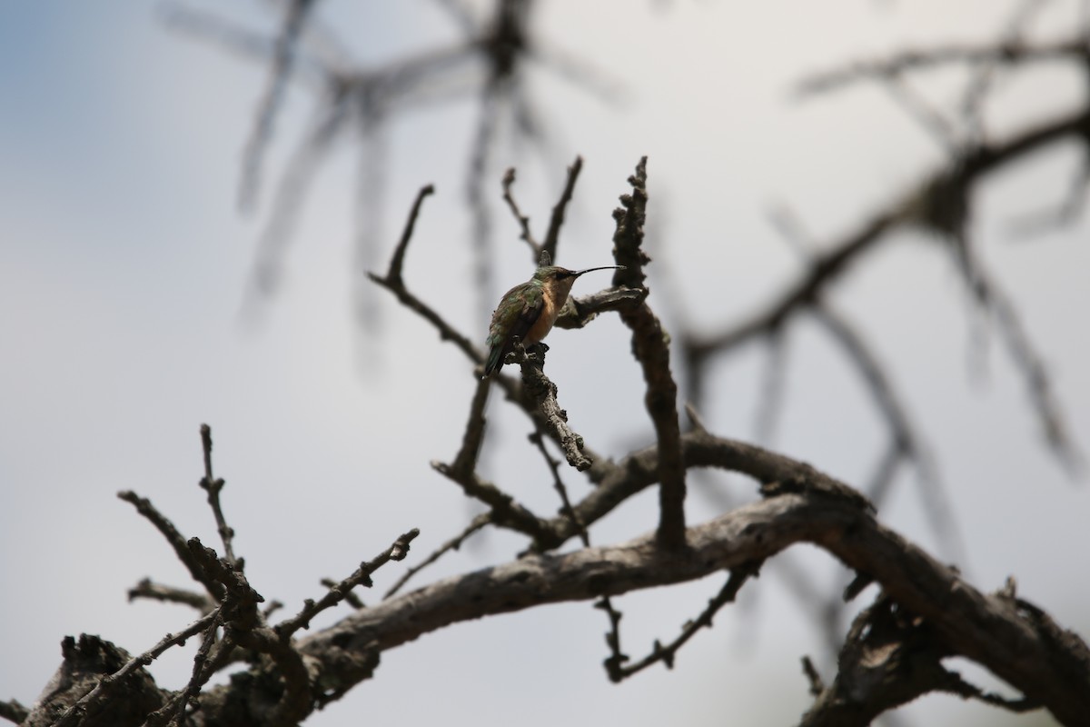 Lucifer Hummingbird - ML598448731