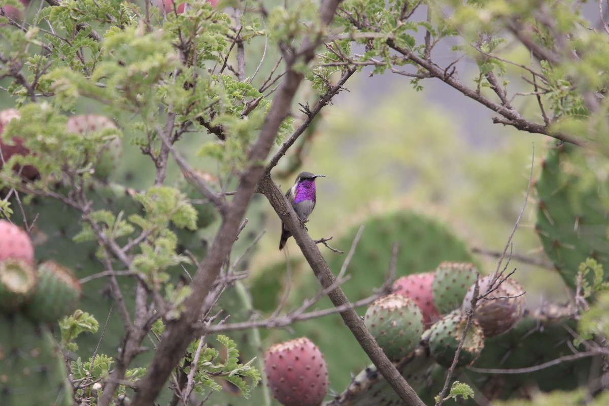 Lucifer Hummingbird - ML598449111