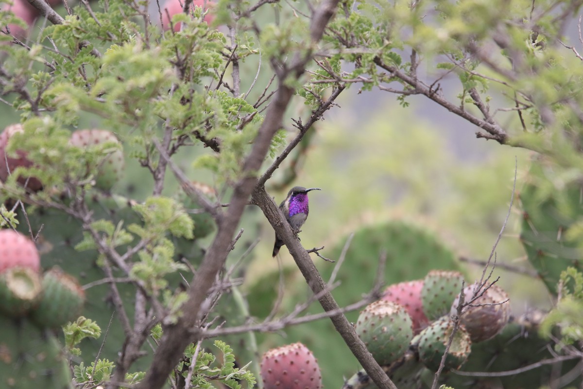 Lucifer Hummingbird - L. Ernesto Perez Montes (The Mexican Violetear 🦉)