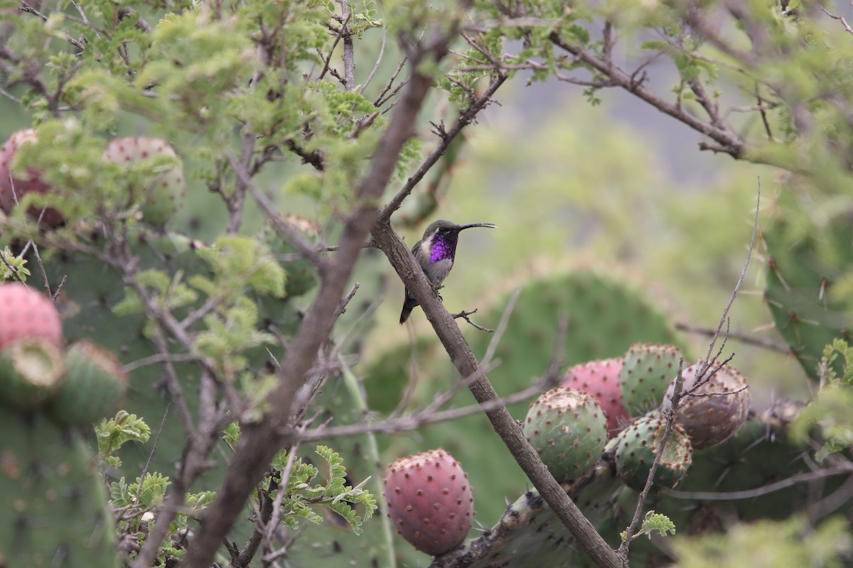 Lucifer Hummingbird - L. Ernesto Perez Montes (The Mexican Violetear 🦉)