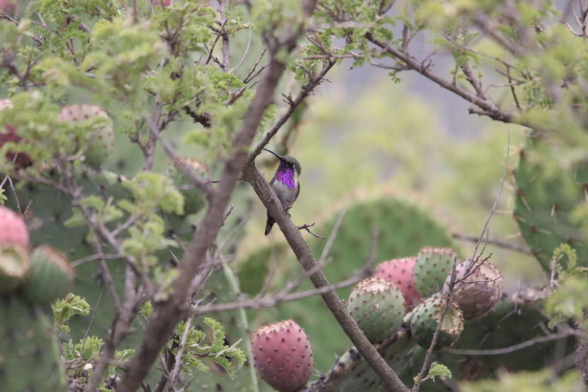 Lucifer Hummingbird - ML598449211