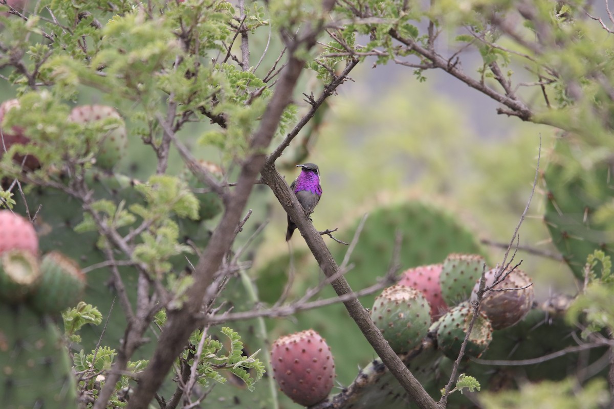 Lucifer Hummingbird - ML598449221